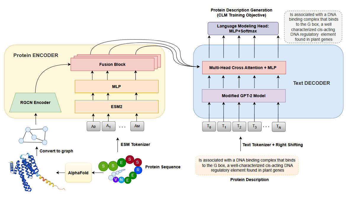 Architecture of the proposed Prot2Text framework for predicting protein function descriptions in free text. The model leverages a multimodal approach that integrates protein sequence, structure, and textual annotations. The EncoderDecoder framework forms the backbone of the model, with the encoder component utilizing a relational graph convolution network (RGCN) to process the protein graphs, and an ESM model to process the protein sequence. A cross-attention mechanism facilitates the exchange of relevant information between the graph-encoded and the sequence-encoded vectors, creating a fused representation synthesizing the structural and textual aspects. The decoder component employs a pre-trained GPT-2 model, to generate detailed and accurate protein descriptions from the fused protein representation. By combining the power of Graph Neural Networks and Large Language Models, Prot2Text enables a holistic representation of protein function, facilitating the generation of comprehensive protein descriptions.