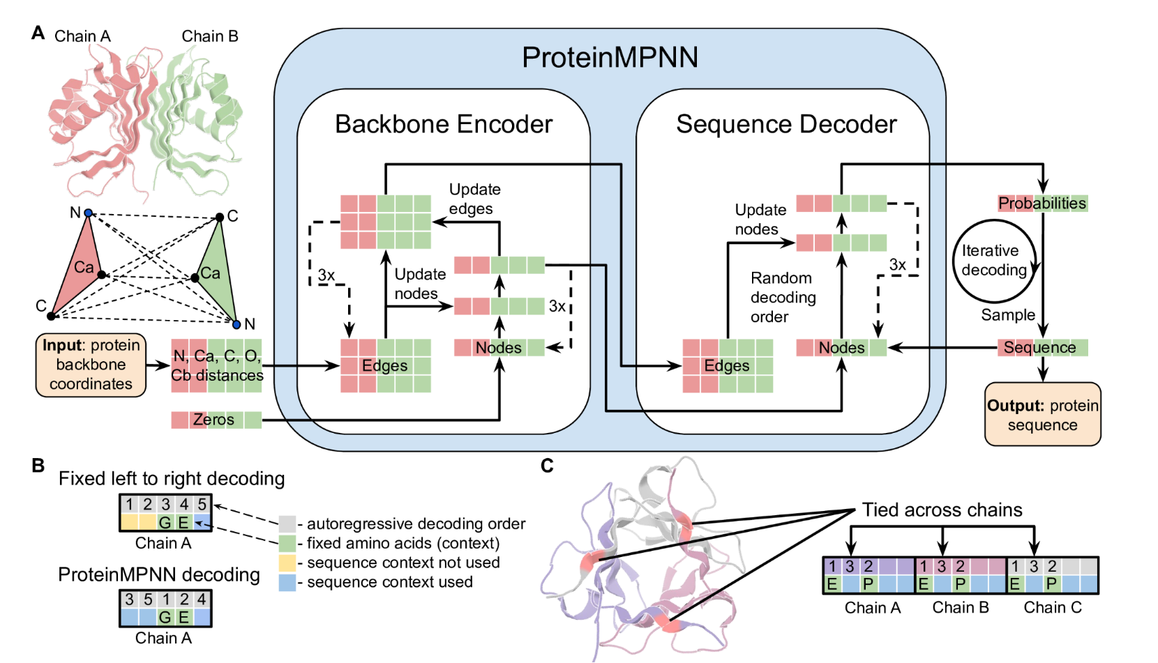 Fig. 1. ProteinMPNN architecture. (A) Distances between N, Ca, C, O, and virtual Cb are encoded and processed using a message passing neural network (Encoder) to obtain graph node and edge features. The encoded features together with a partial sequence are used to generate amino acids iteratively in a random decoding order. (B) A fixed left to right decoding cannot use sequence context (green) for preceding positions (yellow) whereas a model trained with random decoding orders can be used with arbitrary decoding order during the inference. The decoding order can be chosen such that the fixed context is decoded first. (C) Residue positions within and between chains can be tied together, enabling symmetric, repeat protein, and multistate design. In this example, a homo-trimer is designed with coupling of positions in different chains. Predicted logits for tied positions are averaged to get a single probability distribution from which amino acids are sampled.