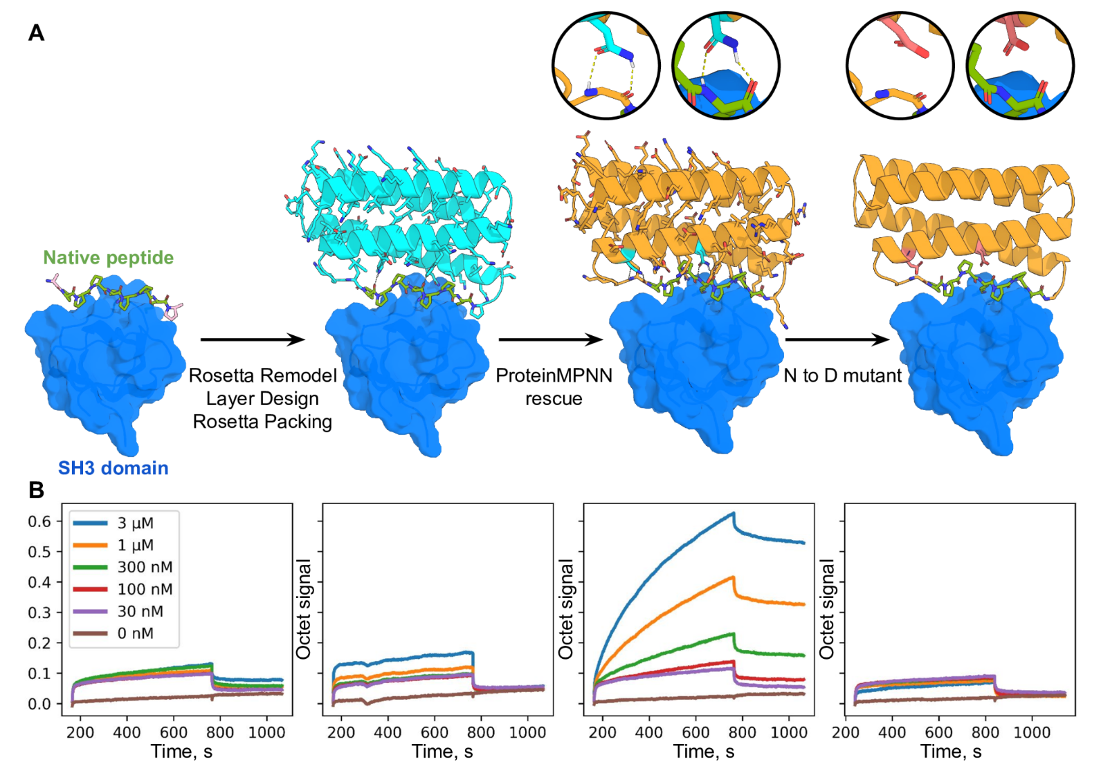 Fig. 4. Design of protein function with ProteinMPNN. (A) Design scheme. First panel; structure (PDB 2W0Z) of the peptide APPPRPPKP bound to the human Grb2 C-term SH3 domain (peptide is in green, target in surface and colored blue). Second panel: helical bundle scaffolds were docked to the exposed face of the peptide using RIFDOCK (19), and Rosetta remodel was used to build loops connecting the peptide to the scaffolds. Rosetta sequence design with layer design task operations was used to optimize the sequence of the fusion (Cyan) for stability, rigidity of the peptide-helical bundle interface, and binding affinity for the Grb2 SH3 domain. Third panel; ProteinMPNN redesign (orange) of the designed binder sequence; hydrogen bonds involving asparagine sidechains between the peptide and base scaffold are shown in green and in the inset. Fourth panel; Mutation of the two asparagines to aspartates to disrupt the scaffolding of the target peptide. (B) Experimental characterization of binding using biolayer interferometry. Biotinylated C-term SH3 domain from human Grb2 was loaded onto Streptavidin (SA) Biosensors, which were then immersed in solutions containing varying concentrations of the target peptide (left) of the designs (right panels), and then transferred to buffer lacking added protein for dissociation measurements. The MPNN design (3rd panel from the left) has much greater binding signal than the original Rosetta design (2nd panel from the left); this is greatly reduced by the asparagine to aspartate mutations (last panel).