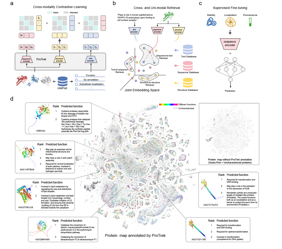 Fig. 1: Illustration of ProTrek. a, ProTrek architecture and tri-modal contrast learning. b, Cross-modal and uni-modal retrieval. ProTrek supports nine searching tasks. c, After the tri-modal contrast learning, the protein sequence encoder encodes almost universal representation of proteins, which can be fine-tuned to predict diverse downstream tasks, such as protein fitness and stability prediction. d, Using ProTrek’s natural language capabilities to decode the protein universe. Each cluster represents proteins with close embedding distances. Over 99% of protein entries in UniProt remain unreviewed, as shown in the top right.