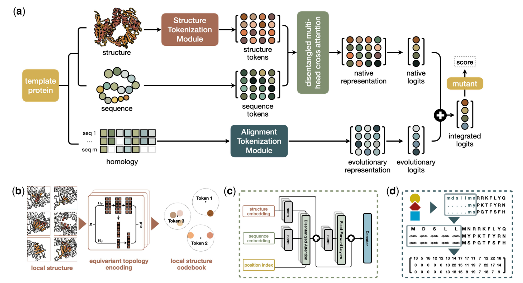 Figure 1. Workflow of VENUSREM for predicting mutation effects. (a) For a given template protein, VENUSREM encodes structural, sequence, and MSA information to generate logits for each residue, which are used to calculate mutation fitness scores. (b) For each AA, its local structure is clustered into 2048 distinct structure tokens. (c) The vector representations of structural and sequence information are integrated using disentangled cross-attention through BERT-style pretraining. (d) Homologous information is retrieved via Jackhmmer and converted to a matrix representation of evolutionary logits.